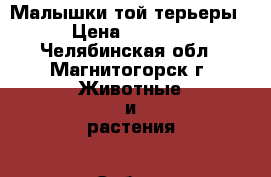 Малышки той-терьеры › Цена ­ 6 000 - Челябинская обл., Магнитогорск г. Животные и растения » Собаки   